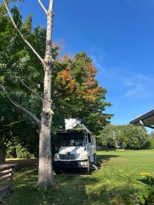 A tree service truck parked beside a tall tree with colorful autumn foliage against a clear blue sky.