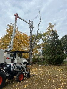 A tree removal service in action with a machine lifting equipment towards a tree, surrounded by autumn foliage.